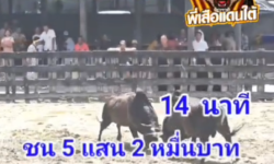 คลิปวัวชนย้อนหลัง ผลการชน โหนดหลังขาวเจ้าปัญญาพยัคฆ์มีชัย (อ้ายผอม) VS โหนดเพชรศิลปชัยขวัญใจสามตำบล (ตาแต้ม)