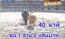 คลิปวัวชนย้อนหลัง ผลการชน นิล น.ป.พ. VS แดงงามเพชรพยัคฆ์ (ขวัญดี)