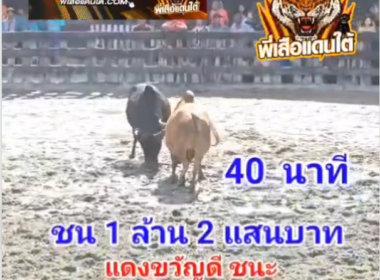 คลิปวัวชนย้อนหลัง ผลการชน นิล น.ป.พ. VS แดงงามเพชรพยัคฆ์ (ขวัญดี)