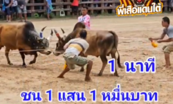 คลิปวัวชนย้อนหลัง ผลการชน ลังสาดฟ้าประทาน (นี้ใช่ยอด) VS ลังสาดงามแสงจันทร์ (น้องใหม่)