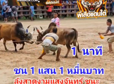 คลิปวัวชนย้อนหลัง ผลการชน ลังสาดฟ้าประทาน (นี้ใช่ยอด) VS ลังสาดงามแสงจันทร์ (น้องใหม่)