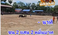 คลิปวัวชนย้อนหลัง ผลการชน ขาวงามแก่นนรสิงห์ (อ้ายขี้ร้อง) VS โหนดแซมมีชัยหัวใจเพชร (อ้ายดำดื้อ)