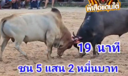 คลิปวัวชนย้อนหลัง ผลการชน โหนดนำทรัพย์ยอดนำชัย (ปุ๊กปิ๊ก)   VS   ลังสาดสินสอดยอดนำชัย (อ้ายดาบ)