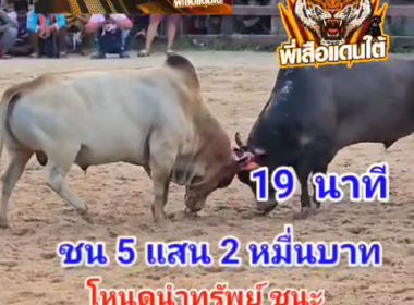 คลิปวัวชนย้อนหลัง ผลการชน โหนดนำทรัพย์ยอดนำชัย (ปุ๊กปิ๊ก)   VS   ลังสาดสินสอดยอดนำชัย (อ้ายดาบ)