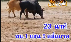 คลิปวัวชนย้อนหลัง ผลการชน ขาวยอดวิชาดาราชัย (ช้างน้อย)  VS  โหนดเพชรณรงค์ชัย (ทูตสวรรค์)