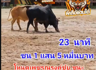 คลิปวัวชนย้อนหลัง ผลการชน ขาวยอดวิชาดาราชัย (ช้างน้อย)  VS  โหนดเพชรณรงค์ชัย (ทูตสวรรค์)