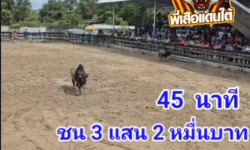 คลิปวัวชนย้อนหลัง ผลการชน นิลจอมพลัง (พังเพ)  VS โหนดสิงห์รุ่งเรืองสิงห์นำชัย (วาสนา)