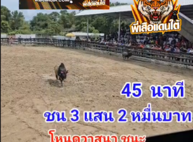 คลิปวัวชนย้อนหลัง ผลการชน นิลจอมพลัง (พังเพ)  VS โหนดสิงห์รุ่งเรืองสิงห์นำชัย (วาสนา)