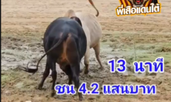 คลิปวัวชนย้อนหลัง ผลการชน เสือขาวเพชรพลังสิงห์ (ส.ทแหบ) VS โหนดอัศวินหลังขาวเจ้าพลัง (แฮปปี้ไฟท์)