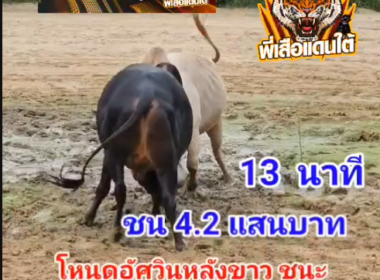 คลิปวัวชนย้อนหลัง ผลการชน เสือขาวเพชรพลังสิงห์ (ส.ทแหบ) VS โหนดอัศวินหลังขาวเจ้าพลัง (แฮปปี้ไฟท์)