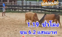 คลิปวัวชนย้อนหลัง ผลการชน ขาวโชคศิลาจำปาทอง (ลูกเพชร) VS ลังสาดเหลี่ยมพยัคฆ์ (ไอ้ถุงทอง)