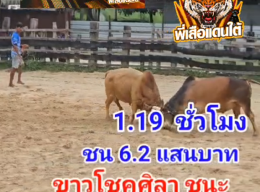 คลิปวัวชนย้อนหลัง ผลการชน ขาวโชคศิลาจำปาทอง (ลูกเพชร) VS ลังสาดเหลี่ยมพยัคฆ์ (ไอ้ถุงทอง)