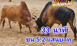 คลิปวัวชนย้อนหลัง ผลการชน ลังสาดเพชฌฆาตสิงห์จอมโหด (หุ้นส่วน) VSขาวงามเพชรน้ำหนึ่ง (จุดเพชร)