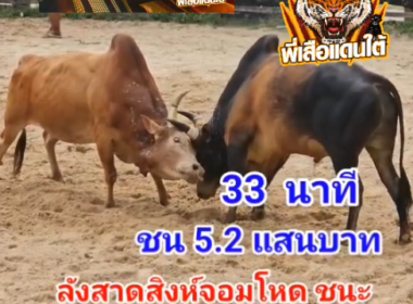 คลิปวัวชนย้อนหลัง ผลการชน ลังสาดเพชฌฆาตสิงห์จอมโหด (หุ้นส่วน) VSขาวงามเพชรน้ำหนึ่ง (จุดเพชร)