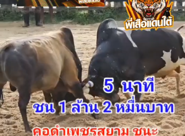 คลิปวัวชนย้อนหลัง ผลการชน ลายศิลปะชัย (อาบูดาบี) VS คอดำเพชรสยาม