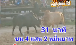 คลิปวัวชนย้อนหลัง ผลการชน ขาวงามเพชรซาลาริน (คิงคอง) VS โหนดงามเจ้าปัญญาลีลายุทธทายาทพิชัยยุธ (อ้ายเสือราชสีห์)