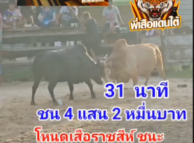 คลิปวัวชนย้อนหลัง ผลการชน ขาวงามเพชรซาลาริน (คิงคอง) VS โหนดงามเจ้าปัญญาลีลายุทธทายาทพิชัยยุธ (อ้ายเสือราชสีห์)