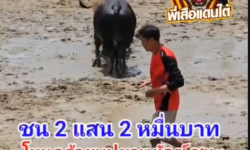 คลิปวัวชนย้อนหลัง ผลการชน ขาวงามเอกราชยอดเทวา(ลูกหมู) VS โหนดร้อยบุปผาพยัคฆ์