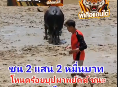 คลิปวัวชนย้อนหลัง ผลการชน ขาวงามเอกราชยอดเทวา(ลูกหมู) VS โหนดร้อยบุปผาพยัคฆ์