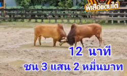 คลิปวัวชนย้อนหลัง ผลการชน ขาวงามลูกพยัคฆ์พันทาง VS แดงแก้วปกฉัตรมงคลชัย