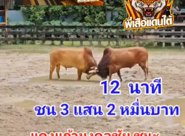 คลิปวัวชนย้อนหลัง ผลการชน ขาวงามลูกพยัคฆ์พันทาง VS แดงแก้วปกฉัตรมงคลชัย