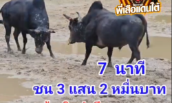 คลิปวัวชนย้อนหลัง ผลการชน ดุกด้างสิบตำลึงทอง (อ้ายกลึง) VS โหนดงามเพชรสายรุ้ง (ไอ้ใจเพชร)