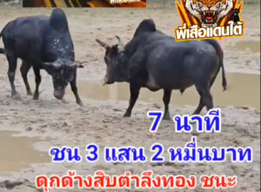 คลิปวัวชนย้อนหลัง ผลการชน ดุกด้างสิบตำลึงทอง (อ้ายกลึง) VS โหนดงามเพชรสายรุ้ง (ไอ้ใจเพชร)