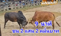 คลิปวัวชนย้อนหลัง ผลการชน โหนดพิทักษ์ชัย VS แดงชวนชม (ไอ้ทิด)