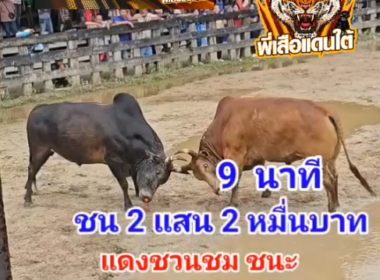 คลิปวัวชนย้อนหลัง ผลการชน โหนดพิทักษ์ชัย VS แดงชวนชม (ไอ้ทิด)