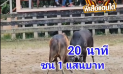 คลิปวัวชนย้อนหลัง ผลการชน ดุกด้างขุนณรงค์ VS ลังสาดเพชรเขาเหมน