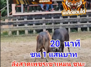 คลิปวัวชนย้อนหลัง ผลการชน ดุกด้างขุนณรงค์ VS ลังสาดเพชรเขาเหมน