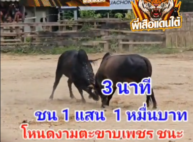 คลิปวัวชนย้อนหลัง ผลการชน โหนดณรงค์ชัย (ไอ้กางหลาง)  VS โหนดงามตะขาบเพชร (ไอ้ตาหวาน)