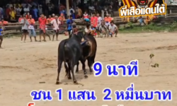 คลิปวัวชนย้อนหลัง ผลการชน โหนดเพชรพลังชัย (ลูกเพชร) VS โหนดคมพยัคฆ์เพชรแสนชัย (ท่านโค)