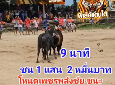 คลิปวัวชนย้อนหลัง ผลการชน โหนดเพชรพลังชัย (ลูกเพชร) VS โหนดคมพยัคฆ์เพชรแสนชัย (ท่านโค)