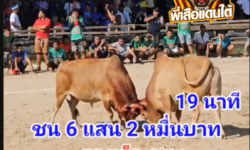 คลิปวัวชนย้อนหลัง ผลการชน โคขาวจอมลีลา VS โคแดงเล็ก