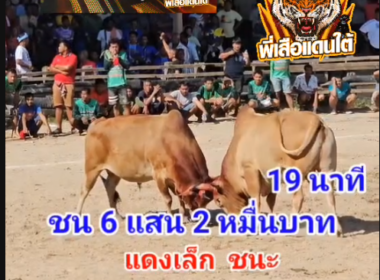 คลิปวัวชนย้อนหลัง ผลการชน โคขาวจอมลีลา VS โคแดงเล็ก