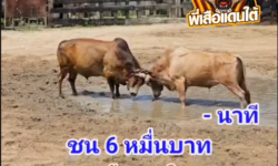 คลิปวัวชนย้อนหลัง ผลการชน โหนดปานเพชร (อ้ายปาน)  VS  ขาวลูซิเฟอร์