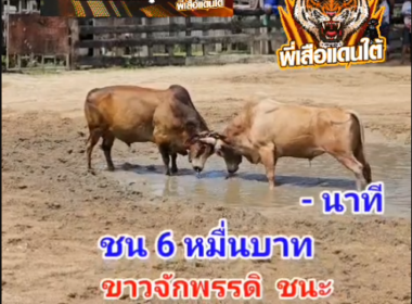 คลิปวัวชนย้อนหลัง ผลการชน โหนดปานเพชร (อ้ายปาน)  VS  ขาวลูซิเฟอร์