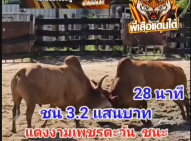 คลิปวัวชนย้อนหลัง ผลการชน ขาวงามทรงฤทธิ์ยอดพิชิตชัย (สายปั้น) VS  แดงงามเพชรตะวัน