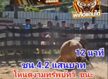 คลิปวัวชนย้อนหลัง ผลการชน โหนดงามทวีทรัพย์ (คิงคอง)  VS  ขาวงามพยัคฆ์ร้ายสามชาย