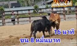 คลิปวัวชนย้อนหลัง ผลการชน โหนดนัทธมนโชคนำชัย (ลูกหราง)  VS ขาวเพชรรุ่งเรือง (สายฝน)