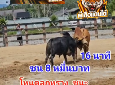 คลิปวัวชนย้อนหลัง ผลการชน โหนดนัทธมนโชคนำชัย (ลูกหราง)  VS ขาวเพชรรุ่งเรือง (สายฝน)