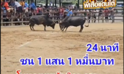 คลิปวัวชนย้อนหลัง ผลการชน โหนดอนุมาน (อ้ายเสือเตี้ย) VS โหนดเทพพิทักษ์ (ดาวดวงเด่น)