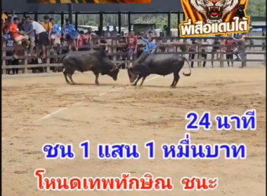 คลิปวัวชนย้อนหลัง ผลการชน โหนดอนุมาน (อ้ายเสือเตี้ย) VS โหนดเทพพิทักษ์ (ดาวดวงเด่น)