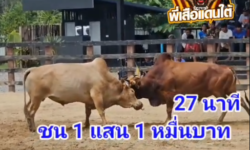 คลิปวัวชนย้อนหลัง ผลการชน แดงวาตูซี่ (ไอ้เสาร์)  VS ขาวงามพญาหงสาวดี (ไอ้หงษ์)