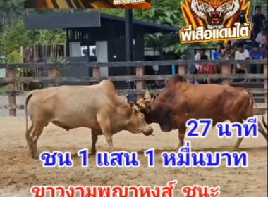 คลิปวัวชนย้อนหลัง ผลการชน แดงวาตูซี่ (ไอ้เสาร์)  VS ขาวงามพญาหงสาวดี (ไอ้หงษ์)