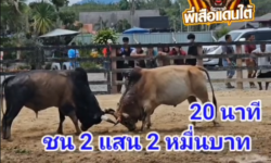 คลิปวัวชนย้อนหลัง ผลการชน โหนดสิงห์แสนชัย  VS ลังสาด ส.ท.