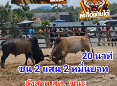 คลิปวัวชนย้อนหลัง ผลการชน โหนดสิงห์แสนชัย  VS ลังสาด ส.ท.