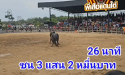 คลิปวัวชนย้อนหลัง ผลการชน ดุกด้างจองชัย (ไก่เถื่อน)  VS ดุกด้างเหนือปฐพี (ไอ้ลุ้น)