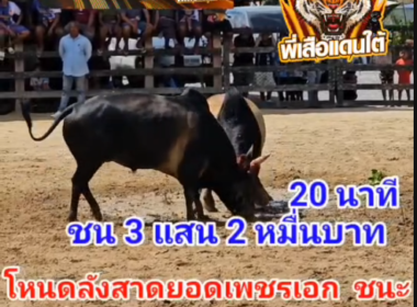 คลิปวัวชนย้อนหลัง ผลการชน โหนดภูตะวัน VS โหนดลังสาดยอดเพชรเอก (ลีลา)